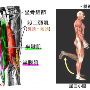 久坐后出现屁股酸痛，这可能是腘绳肌肌筋膜疼痛